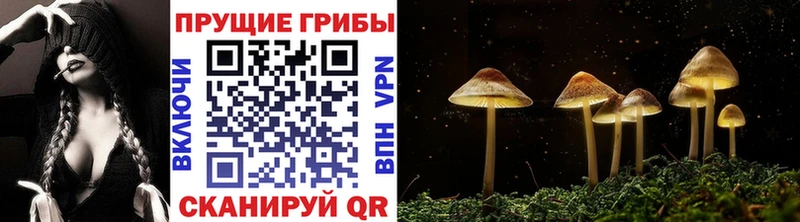 Псилоцибиновые грибы Psilocybine cubensis Мценск