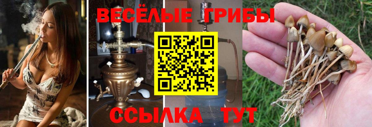 Псилоцибиновые грибы Psilocybe Мценск